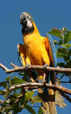 parrot, Pantanal, Brazil