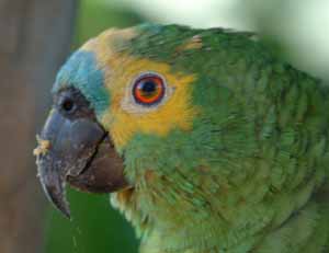 parrot, Pantanal, Brazil