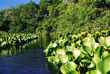 Pantanal, Brazil