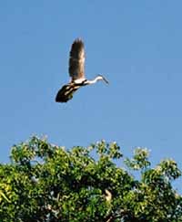 stork, Pantanal, Brazil