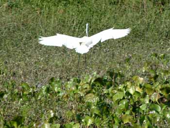 heron, Pantanal, Brazil