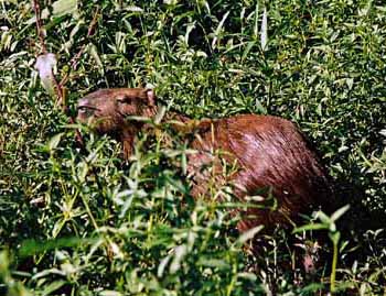 Capybara, Pantanal, Brazil