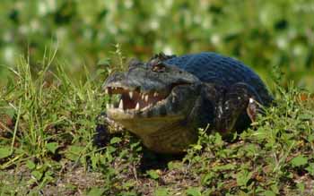 caiman, Pantanal, Brazil