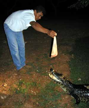 Feeding caimans, Pantanal, Brazil